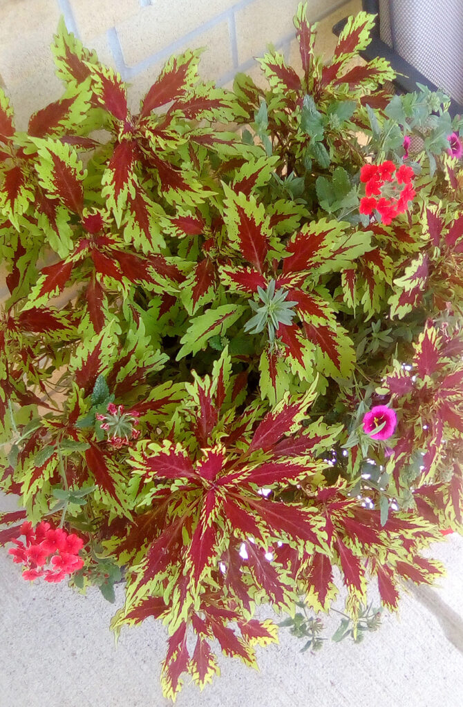 Coleus plant